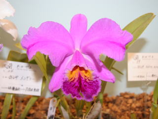 国際蘭展 蘭おかやま２００５ カトレヤ モッシェ 15th International Orchid Show Okayama Cattleya  mossiae