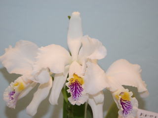 国際蘭展 蘭おかやま２００５ カトレヤ モッシェ 15th International Orchid Show Okayama Cattleya  mossiae