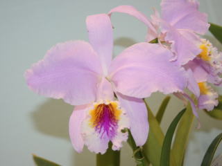 国際蘭展 蘭おかやま２００５ カトレヤ モッシェ 15th International Orchid Show Okayama Cattleya  mossiae