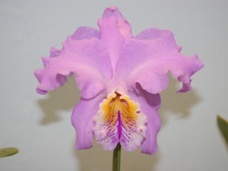 国際蘭展 蘭おかやま２００５ カトレヤ モッシェ 15th International Orchid Show Okayama Cattleya  mossiae