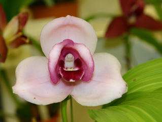 東急本店第５８回洋らん展 入賞花 リカステ 58th JOGA Orchid Show in Tokyu Department Store  Lycaste