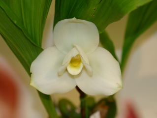 東急本店第５８回洋らん展 入賞花 リカステ 58th JOGA Orchid Show in Tokyu Department Store  Lycaste