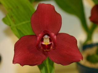 東急本店第５８回洋らん展 入賞花 リカステ 58th JOGA Orchid Show in Tokyu Department Store  Lycaste