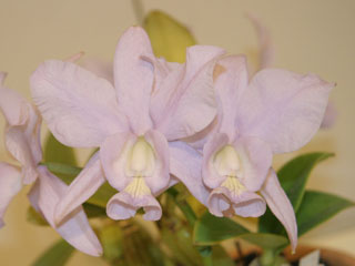 東急本店第５９回洋らん展 カトレヤ 原種 59th JOGA Orchid Show in Tokyu Department Store  Cattleya Species