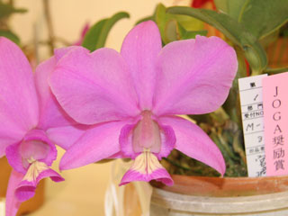 東急本店第５９回洋らん展 カトレヤ 原種 59th JOGA Orchid Show in Tokyu Department Store  Cattleya Species