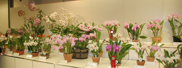 東急本店第５９回洋らん展 カトレヤ 原種 59th JOGA Orchid Show in Tokyu Department Store  Cattleya Species