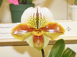 新花発表 第６０回 JOGA洋らん展 パフィオペディラム属の交配種 60th JOGA Orchid Show in Tokyu Department  Store Paphiopedilum Hybrids