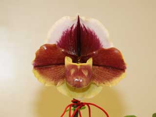 新花発表 第６０回 JOGA洋らん展 パフィオペディラム属の交配種 60th JOGA Orchid Show in Tokyu Department  Store Paphiopedilum Hybrids