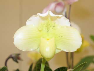 新花発表 第６０回 JOGA洋らん展 パフィオペディラム属の交配種 60th JOGA Orchid Show in Tokyu Department  Store Paphiopedilum Hybrids