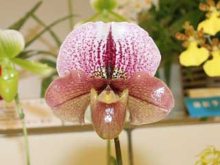 新花発表 第６０回 JOGA洋らん展 パフィオペディラム属の交配種 60th JOGA Orchid Show in Tokyu Department  Store Paphiopedilum Hybrids