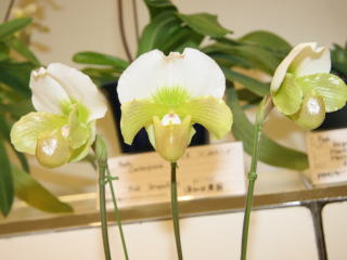 新花発表 第６０回 JOGA洋らん展 パフィオペディラム属の交配種 60th JOGA Orchid Show in Tokyu Department  Store Paphiopedilum Hybrids