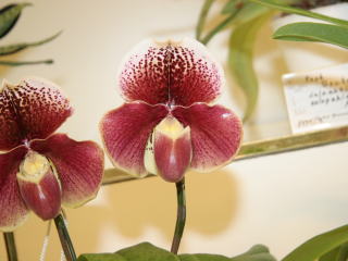 新花発表 第６０回 JOGA洋らん展 パフィオペディラム属の交配種 60th JOGA Orchid Show in Tokyu Department  Store Paphiopedilum Hybrids