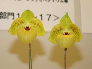 新花発表 第６０回 JOGA洋らん展 パフィオペディラム属の交配種 60th JOGA Orchid Show in Tokyu Department  Store Paphiopedilum Hybrids