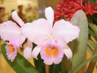 新花発表 第６１回 JOGA洋らん展 カトレヤ系原種 61th JOGA Orchid Show Cattleya Species