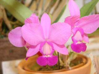 新花発表 第６１回 JOGA洋らん展 カトレヤ系原種 61th JOGA Orchid Show Cattleya Species