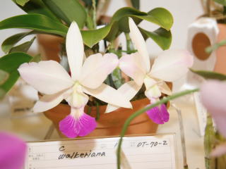 新花発表 第６１回 JOGA洋らん展 カトレヤ系原種 61th JOGA Orchid Show Cattleya Species