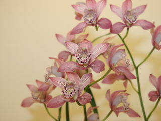 第６１回 新花発表 洋らん展 シンビジューム・オンシジュームとその近縁属 61th JOGA Orchid Show Cymbidium