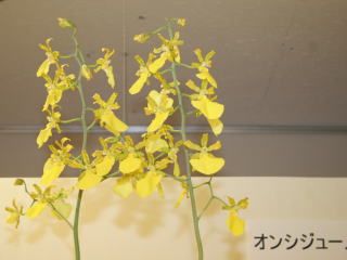 第６１回 新花発表 洋らん展 シンビジューム・オンシジュームとその近縁属 61th JOGA Orchid Show Cymbidium