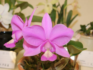 第６２回 新花発表 洋らん展 カトレヤ原種 62th JOGA Orchid Show Cattleya Species