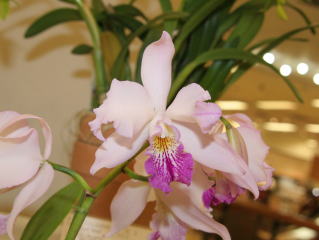 第６２回 新花発表 洋らん展 カトレヤ交配種 62th JOGA Orchid Show Cattleya Hybrids