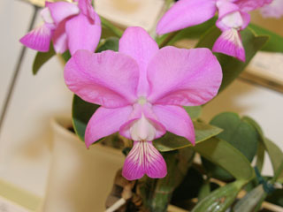 第６２回 新花発表 洋らん展 カトレヤ交配種 62th JOGA Orchid Show Cattleya Hybrids