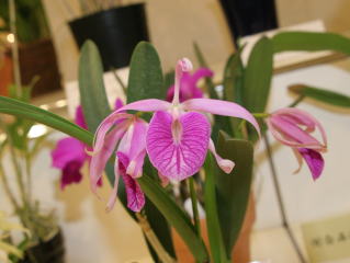 第６２回 新花発表 洋らん展 カトレヤ交配種 62th JOGA Orchid Show Cattleya Hybrids