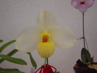 ワールドオーキッド・フェア２００３ パフィオペディラム ブラキペタラムなど World Orchid Fair 2003 Paphiopedilum