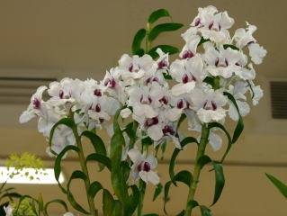 横浜蘭友会 第３０回 洋らん展 リボン受賞花 YOS 30th Orchid Show Ribbon Awards